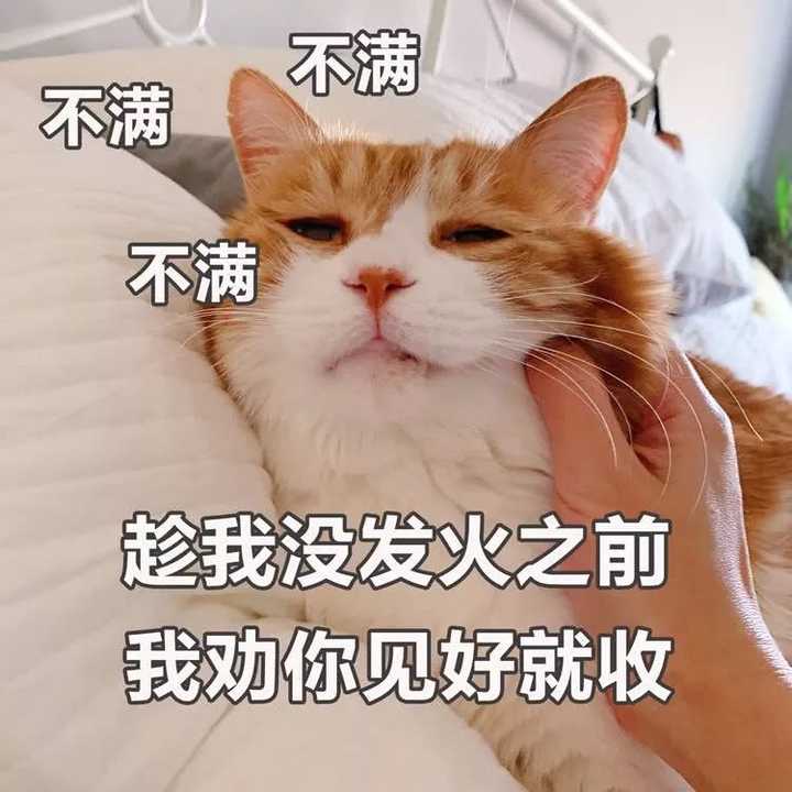 有哪些搞笑的猫咪表情包?