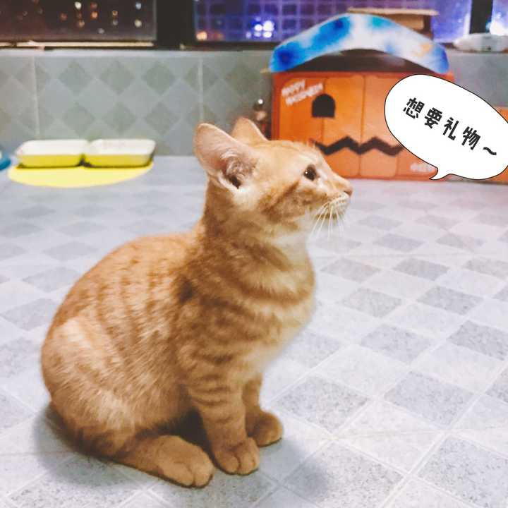 为什么会有橘猫容易长成胖子的说法?