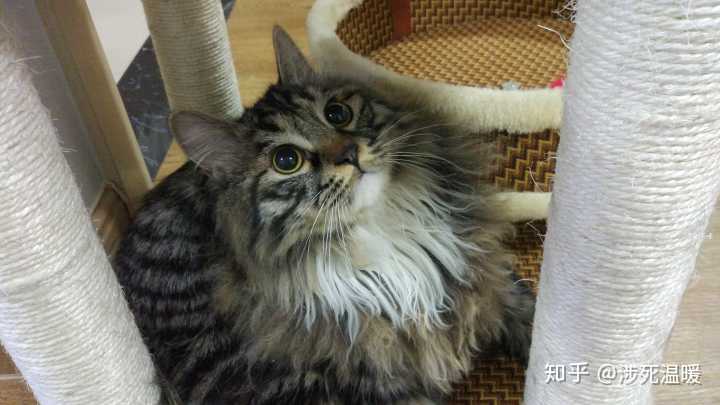 狸花猫可以萌到什么程度?