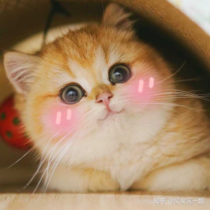 一只猫能可爱到什么程度?