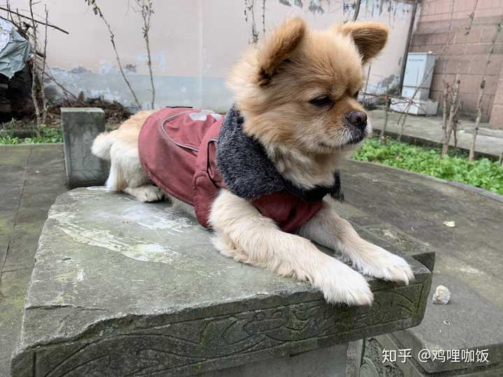 你身边有哪些神仙串串狗?