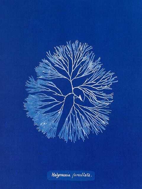 安娜·阿特金斯(anna atkins),《英国藻类植物相片:蓝晒印象》