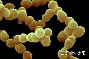 β-溶血性链球菌