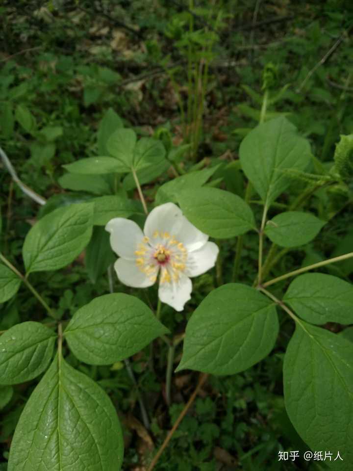 山芍药,药材