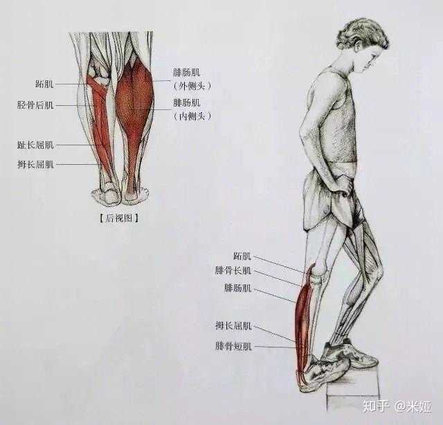同样脚后跟用力,感受红色位置肌肉被拉伸的感觉