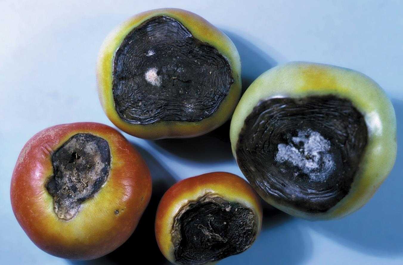 番茄脐腐病blossomendrot