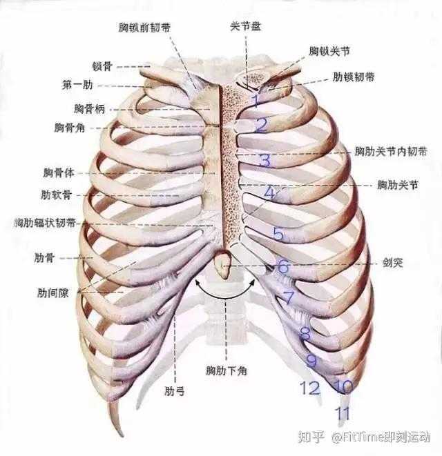 首先我们要明确一点,肋骨外翻不是先天的漏斗胸,肋骨扩张不应该与