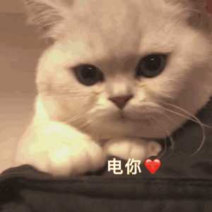 有哪些万能的适合小仙女的萌萌的可爱表情包?