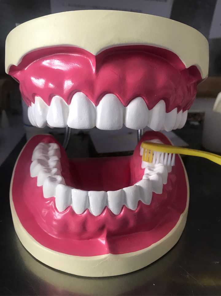 口腔,牙齿道具?