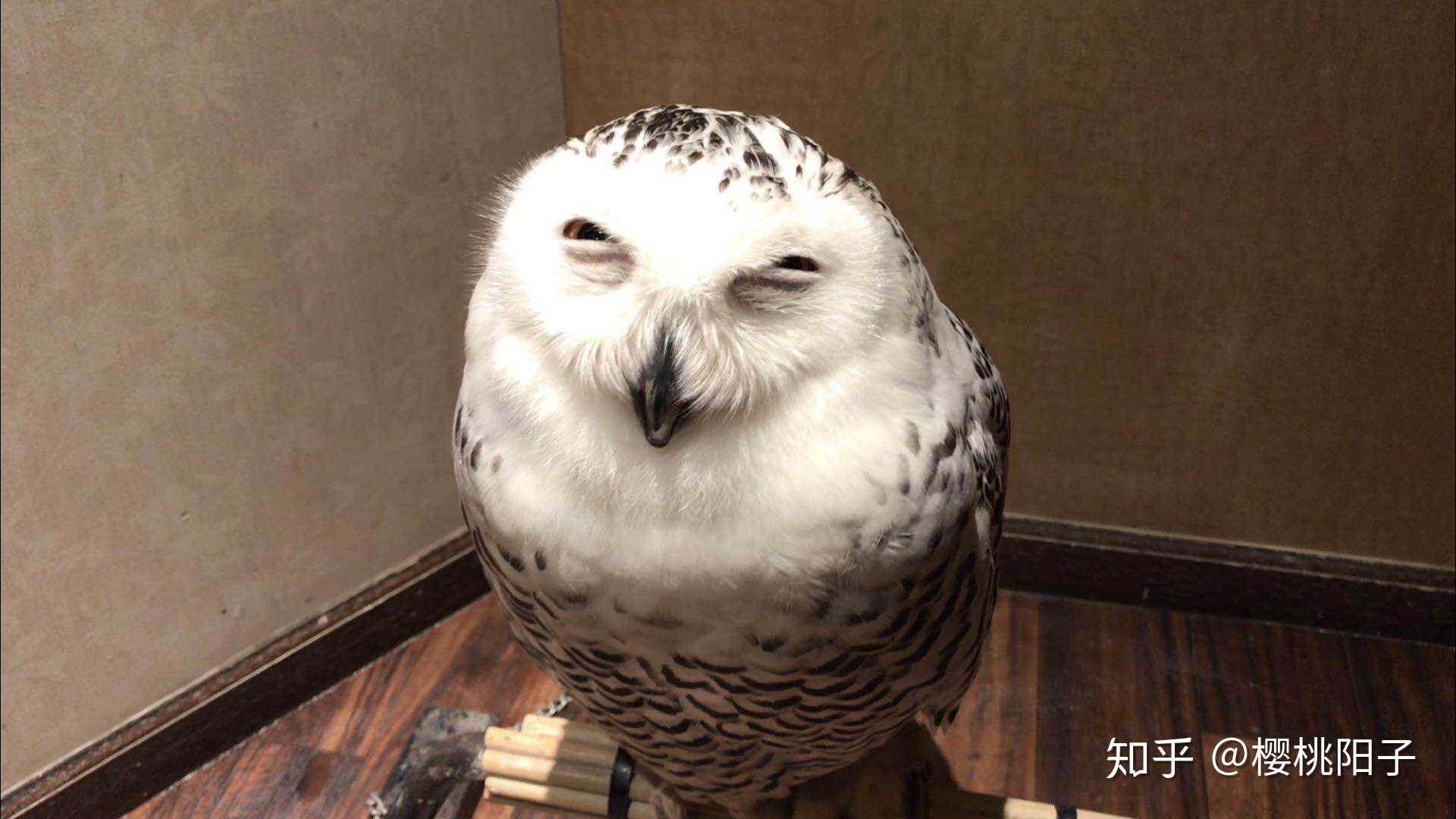 今天无意间看到会笑的猫头鹰,实在好可爱!