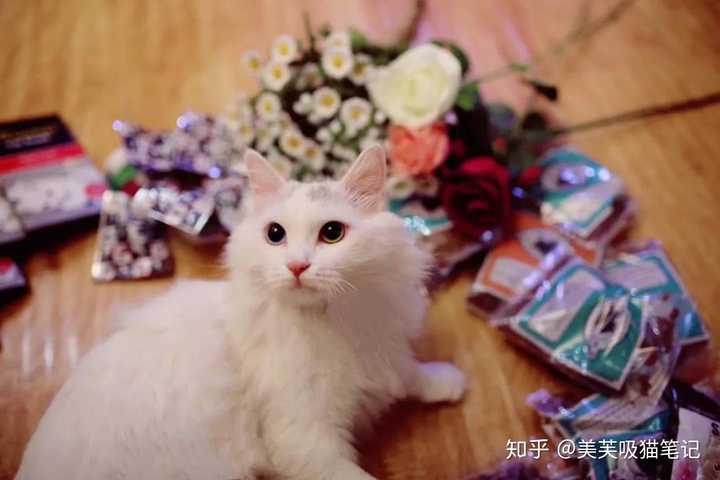 狸花猫可以当成宠物养吗?