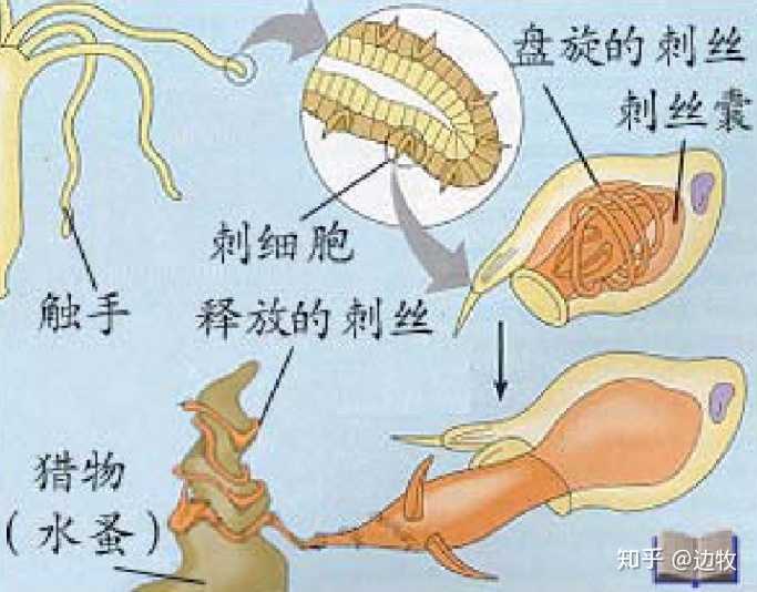 透明水母捕食之后怎么消化消化过程是什么样的以及它是怎么生宝宝的