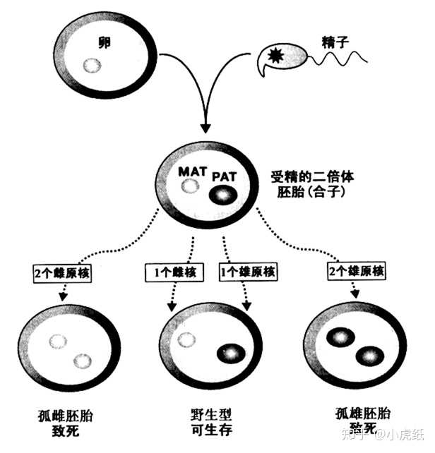 傻瓜是单倍体还是二倍体还是多倍体