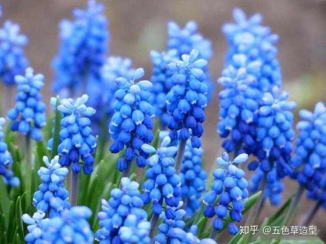 有什么蓝色的花卉?
