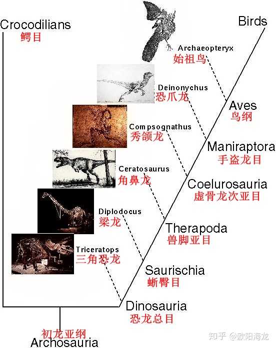 恐龙演化为鸟类的过程中羽毛是何时出现如何演化的?