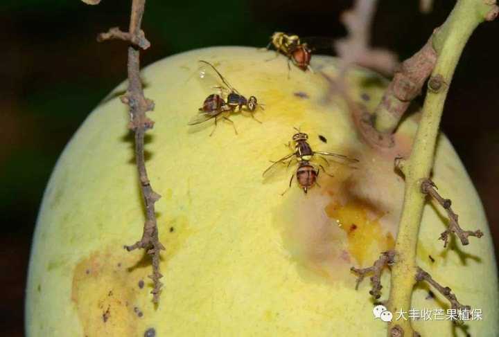 请问这是芒果蝇吗?