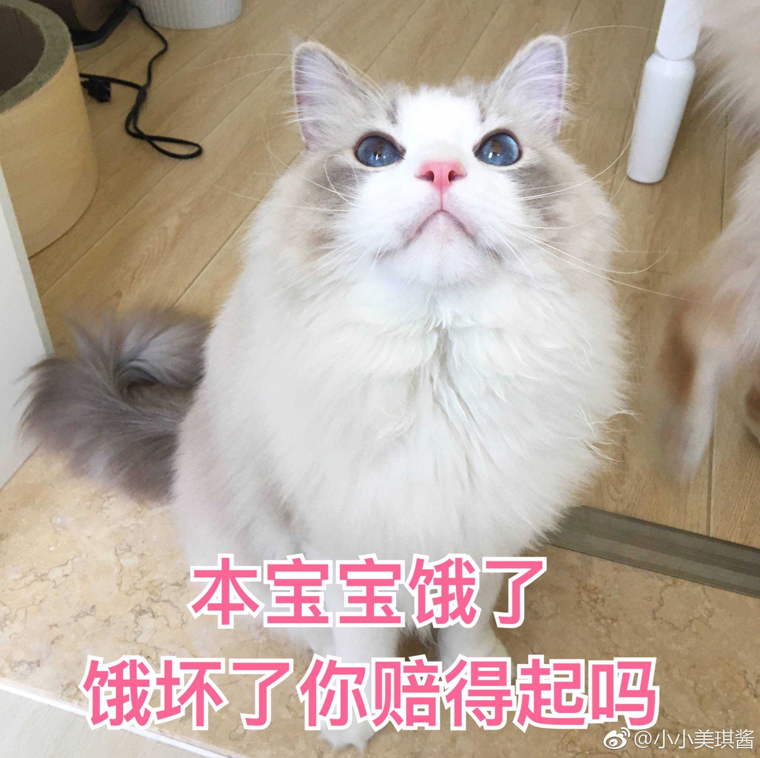 猫咪曰高潮表情图图片