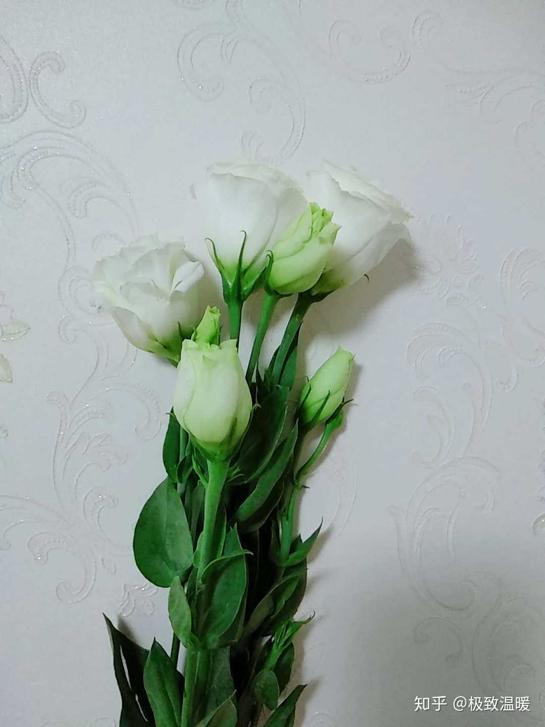 白色桔梗,第一眼便喜欢,晚安