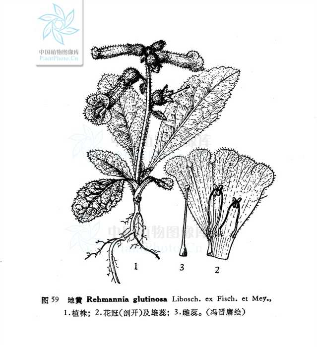 玄参科  scrophulariaceae  地黄属 别名:婆婆丁  米罐棵  蜜糖管