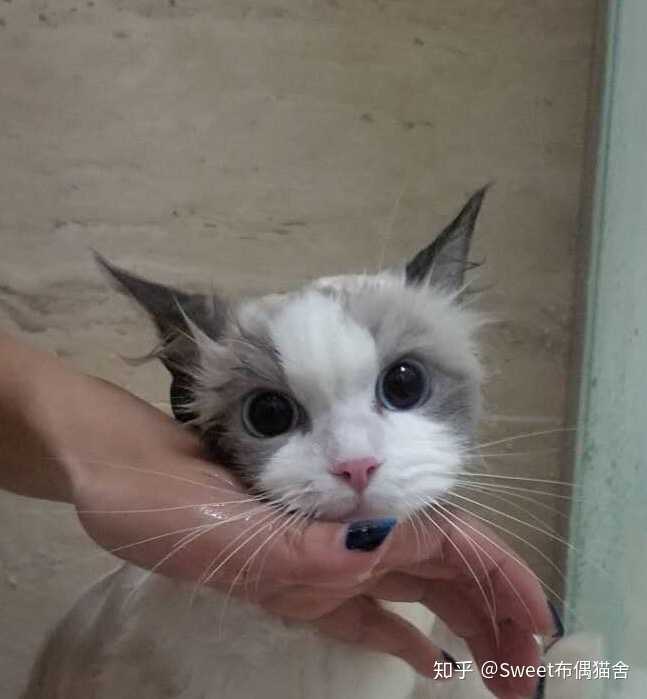 有哪些好看的布偶猫头像?