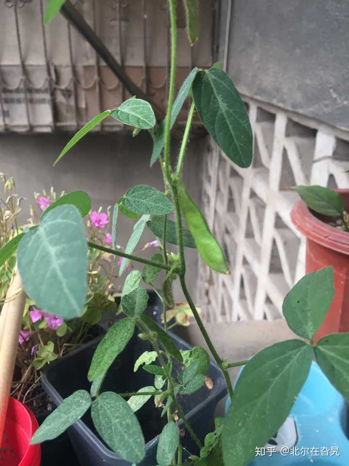 黑豆  