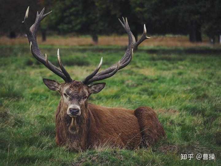 「麋鹿」是一种什么样的动物,与「驯鹿」有何不同之处