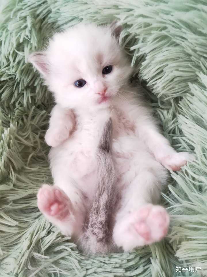 你家的猫咪有多萌