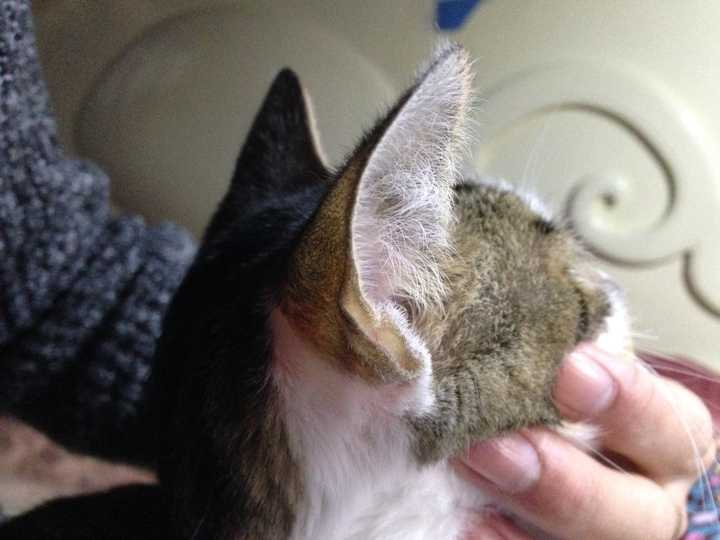 四川简州猫的耳朵到底跟普通猫有什么不同?