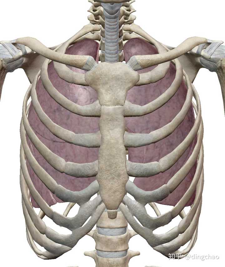 图二 肺的位置示意图(图片来源atlas)