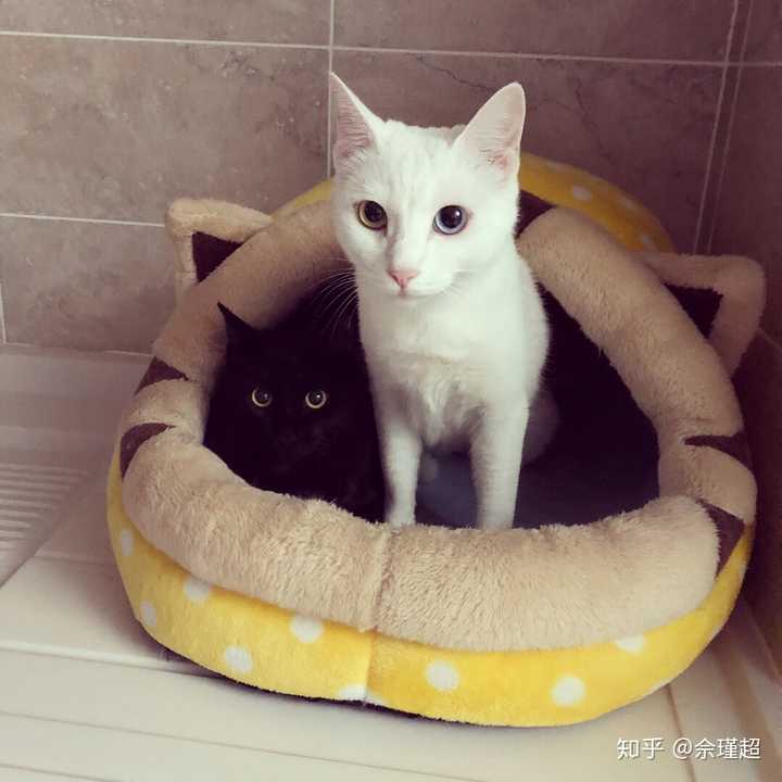 中华田园猫的颜值有多高?