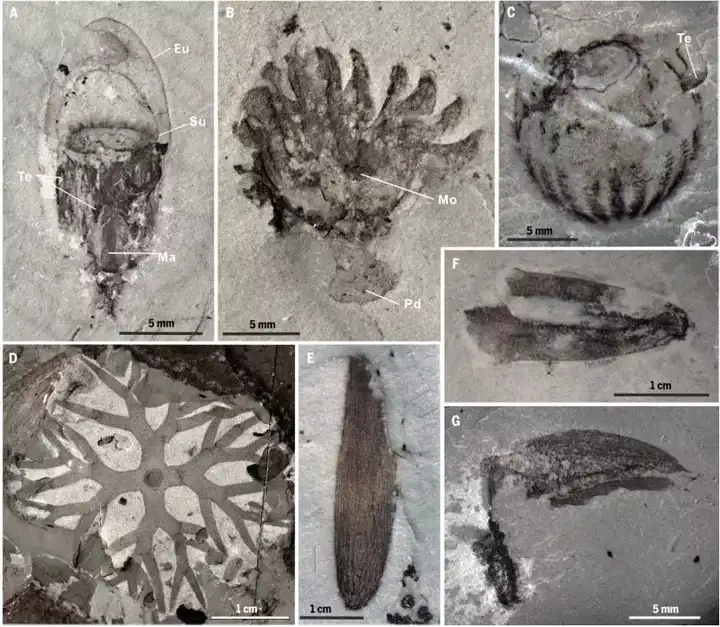 西北大学发现 5 亿年前化石库「清江生物群」,能否帮助破解寒武纪生物