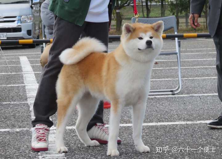 楼上回答的那些小型犬都比较闹腾(没有diss的意思)