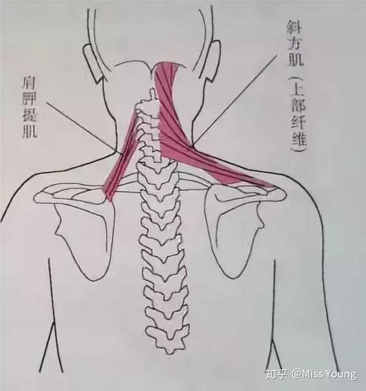 拉伸上斜方肌 手放于身体斜后方,向侧面倾斜上半身来降低肩部高度.