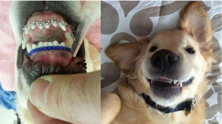 又过了一阵,在网上发现了给狗做牙齿矫正的,我小时候牙齿坏了都没钱补