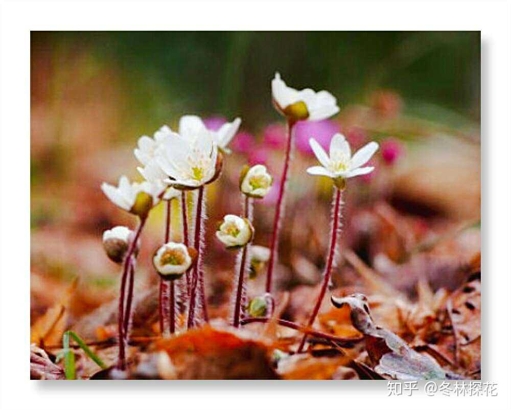 沙洲草,2月12日的