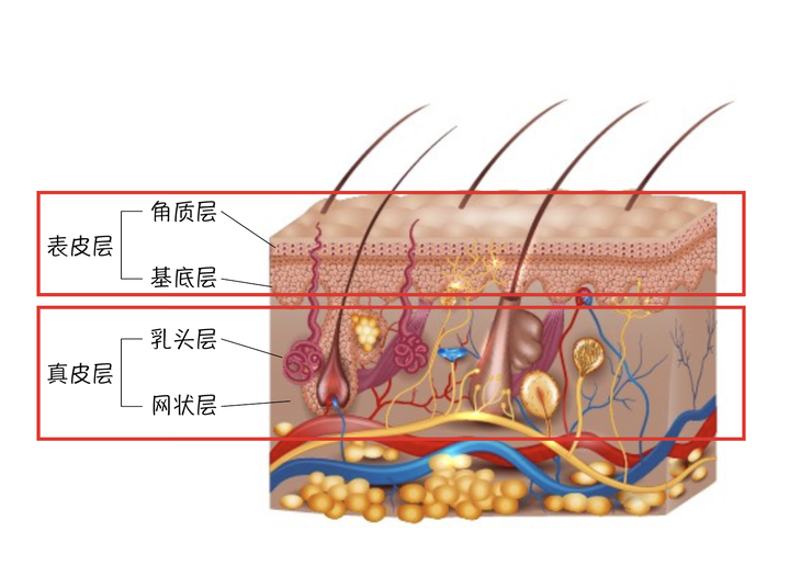 怎么把自己皮肤养得好好的?