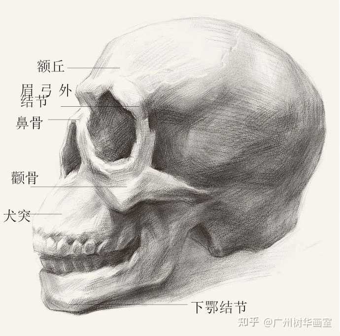 广州树华画室 的想法: 【素描头部骨骼分析】头部骨骼