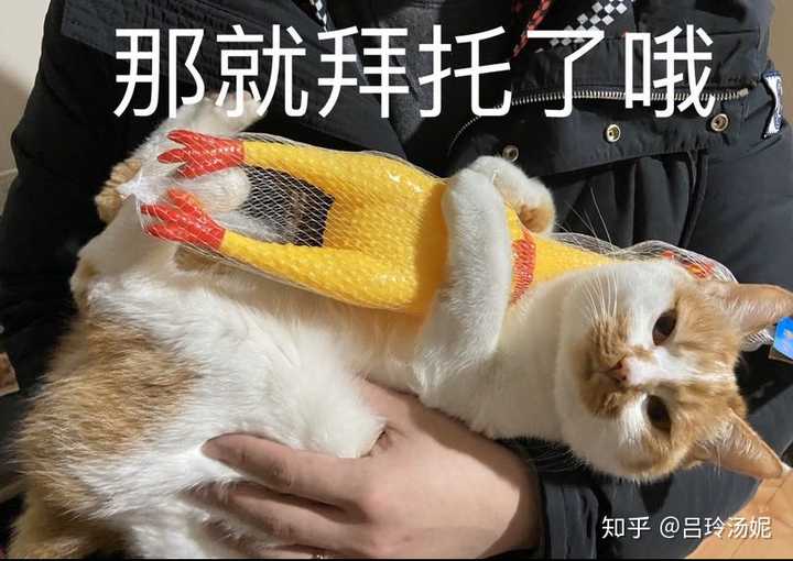 有没有沙雕橘猫的头像或表情包?