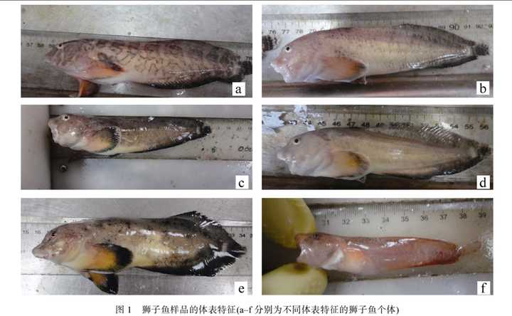 细纹狮子鱼  liparis tanakae (gilbert  et burke, 1912) 经翻阅资料