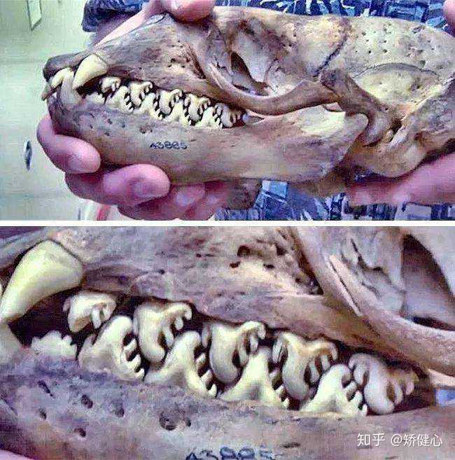 鲨齿和圆锥齿的优势分别是什么为什么主流掠食性海爬和海哺都是圆锥齿