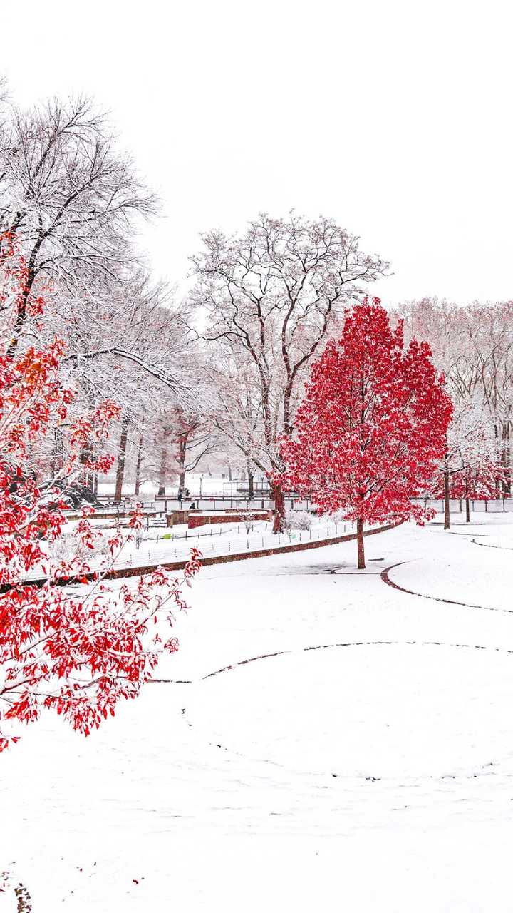 有没有超清的全面屏手机壁纸关于雪景的?