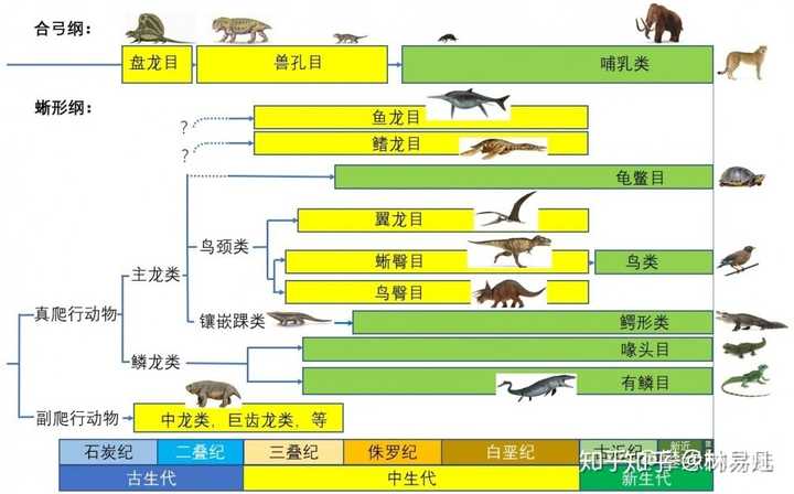 恐龙的后裔到底是蜥蜴还是鸟类呢?