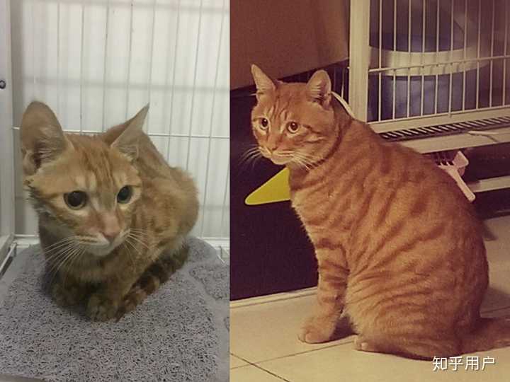 橘猫一只多少钱?