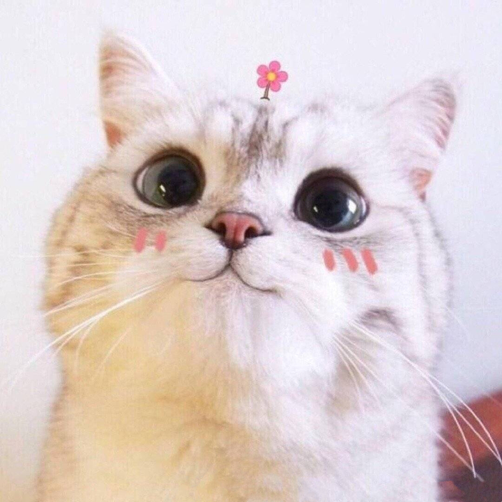 有没有什么适合女孩子的沙雕头像?