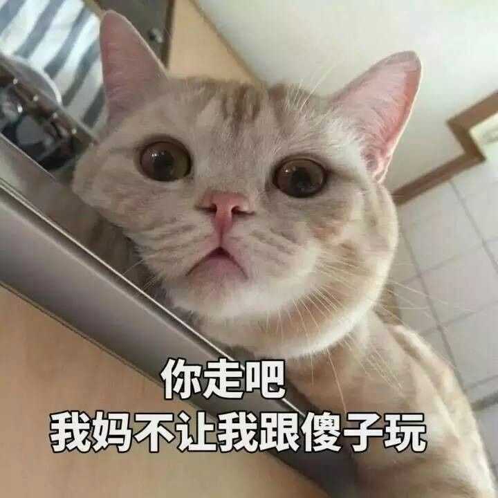 为什么很多知乎用户喜欢使用猫咪的表情包?