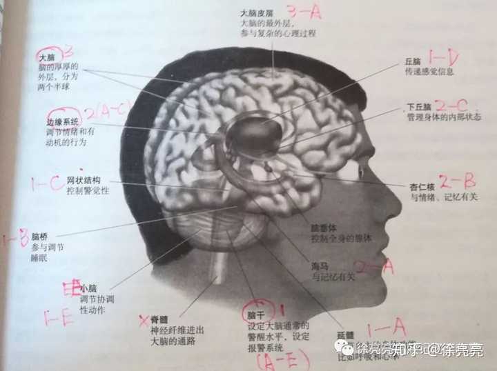 如何辨别大脑脑区结构