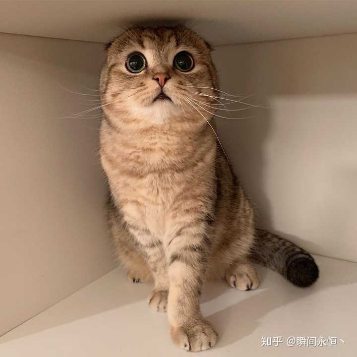 有没有比较可爱又有点搞笑的动物头像?最好是猫?