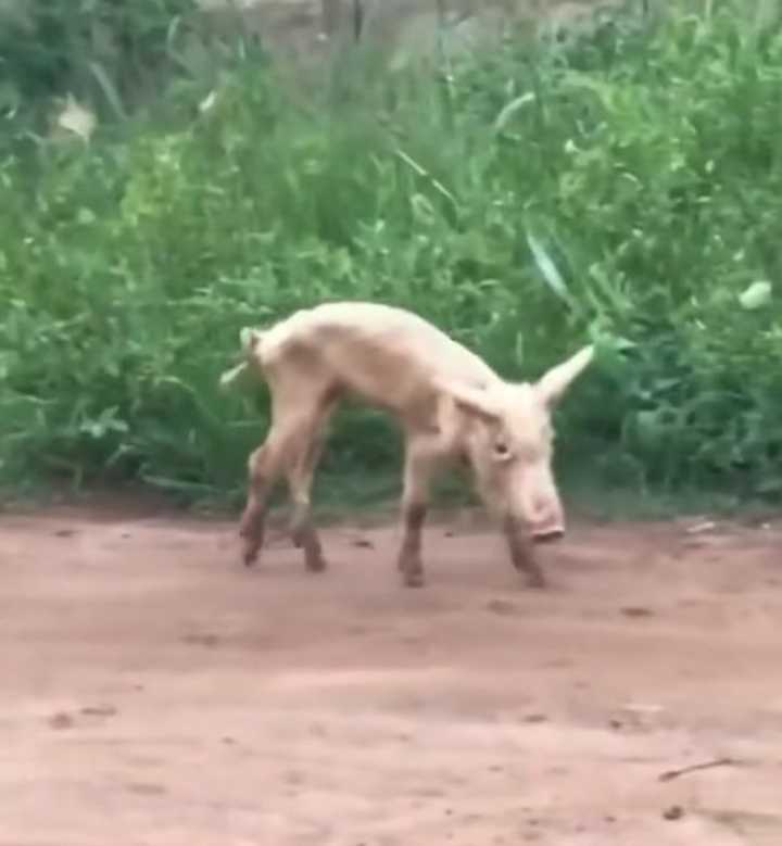 猪减了肥还是猪!(狗头