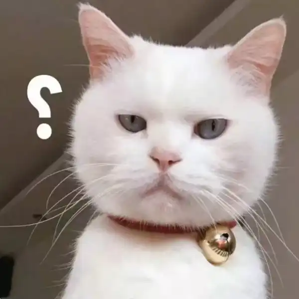 壁纸 动物 猫 猫咪 小猫 桌面 600_600