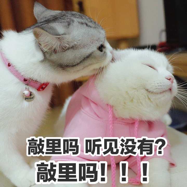 我没猫,如果有猫绝对不会存这么多别人家的猫 还有很多就不发了